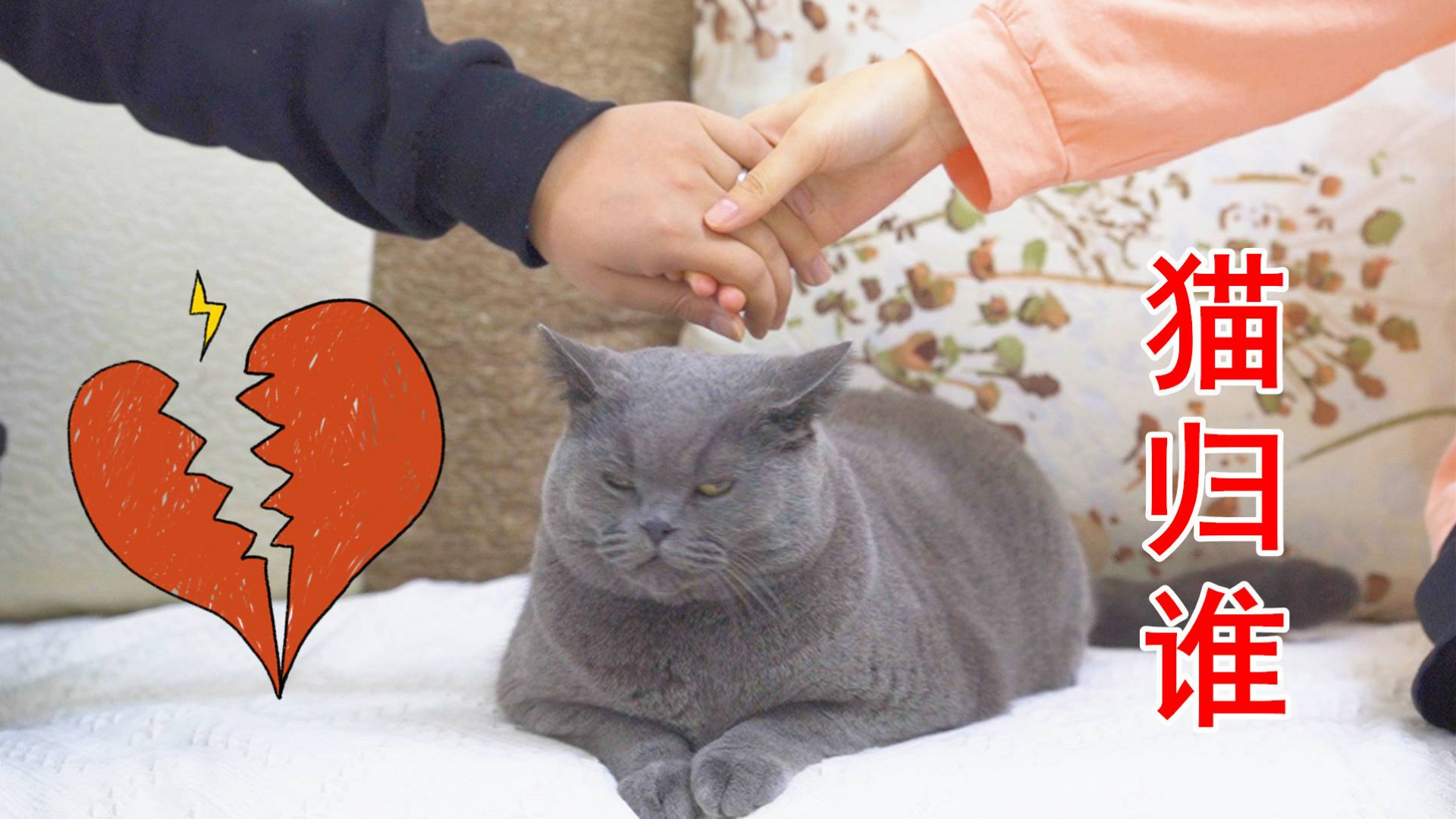 假如情侣分手了,一起养的猫应该归谁?